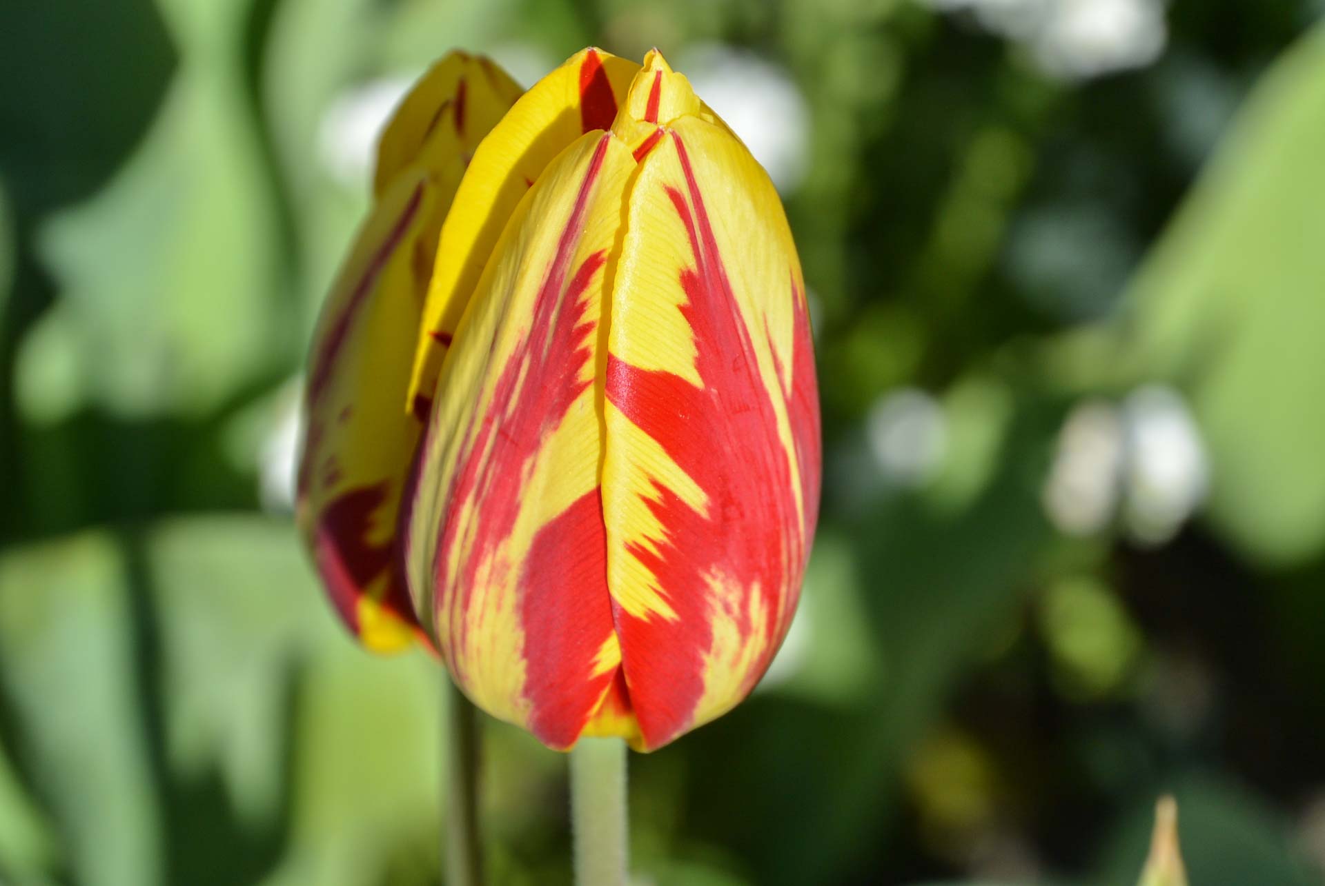 Fotoshooting Botanischer Garten 105
